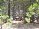 PICTURES/Kings Canyon National Park/t_Kings Canyon Deer3.JPG